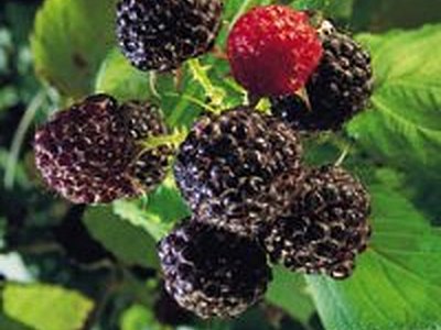 Black Raspberry