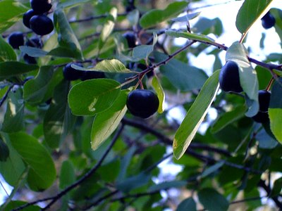 Sierra Coffeeberry