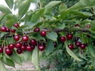 Balaton Cherry