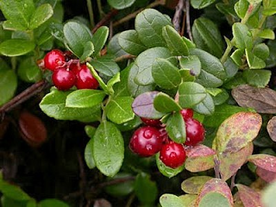 Southern Mountain Cranberry