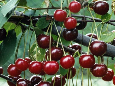 Crown Morello Cherry