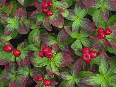 Northern Bunchberry
