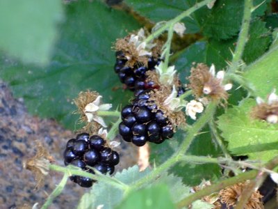 Armenian Blackberry
