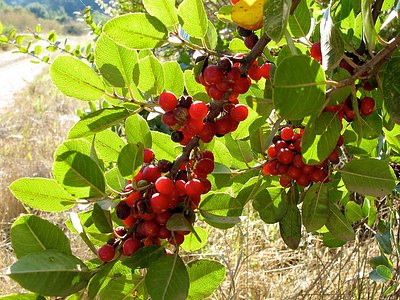 Island Redberry Buckthorn