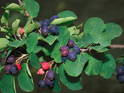 Sarvisberry