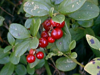 Red Whortleberry