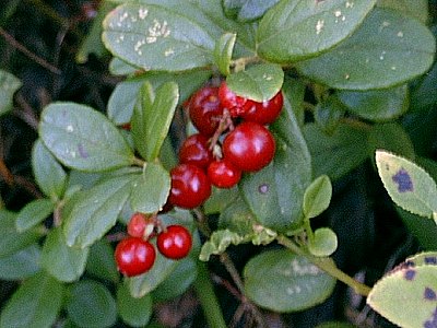 Partridge Berry