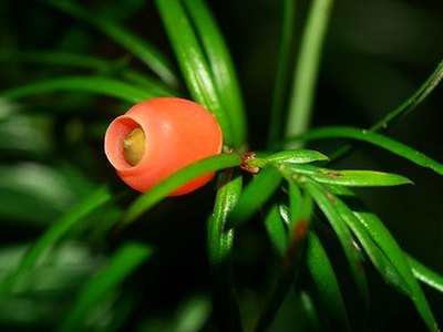 Mexican Yew