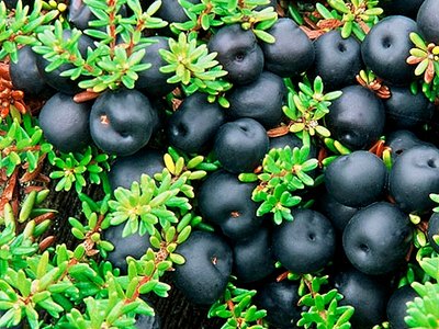 Black Mountain Huckleberry