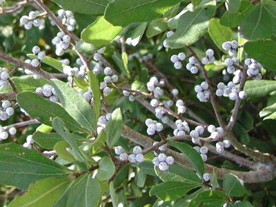 Northern Bayberry