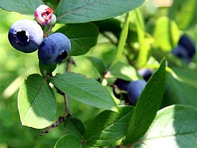 Oval Leafed Blueberry