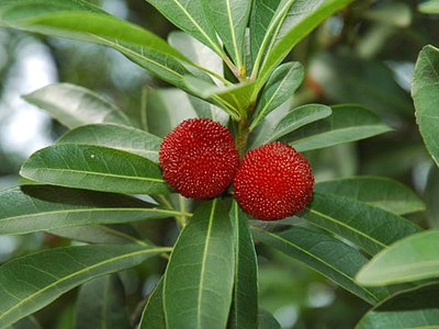 Chinese Bayberry