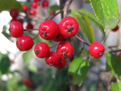 Red Chokeberry