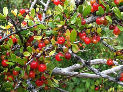 Redberry Buckthorn