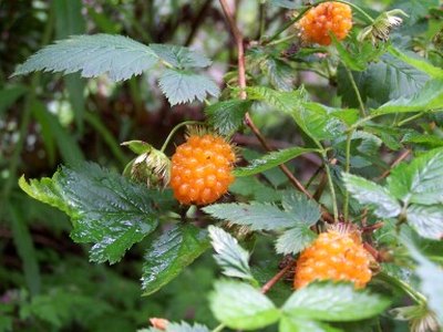 Salmonberry