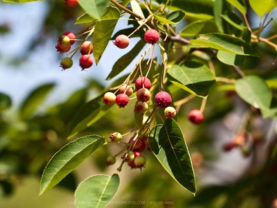 Serviceberry