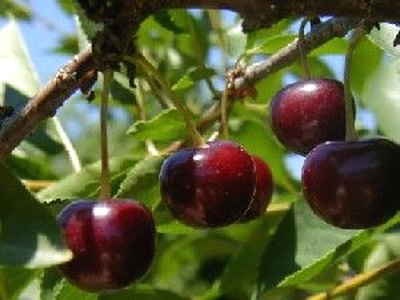 Griotte De Kleparow Cherry
