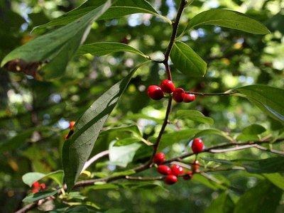 Spicebush