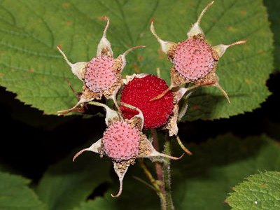 thimbleberry