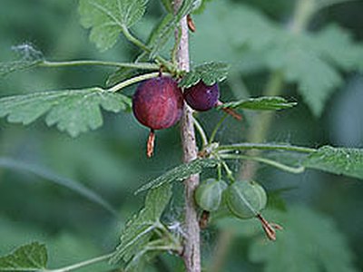 Whitestem Gooseberry