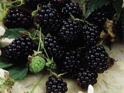 Foods that start with Y - Youngberry